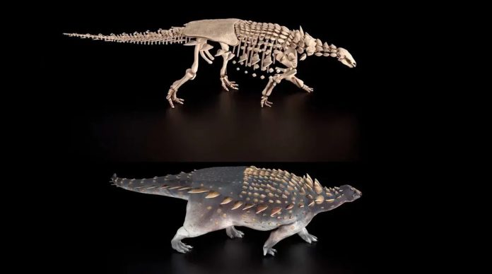 Dissotterrato un dinosauro corazzato nell'isola di Wight