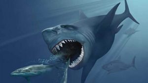 Il megalodonte potrebbe esistere ancora oggi? , dente di megalodonte fossilizzato