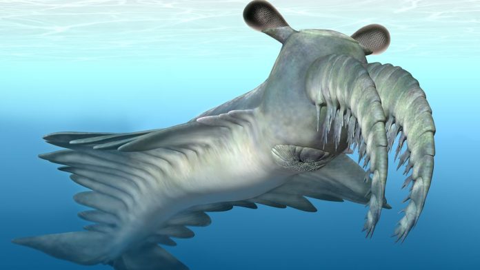 Alla scoperta dell'Anomalocaris