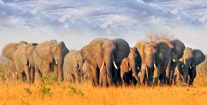IA monitorerà gli elefanti orfani in Botswana per facilitare il ritorno del mammut lanoso, de-estinzione dei mammut lanosi