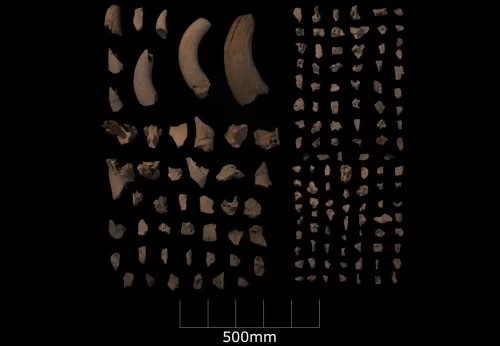 All’interno di alcune fosse, gli archeologi hanno trovato ossa di animali, come i resti dell’uro, una specie selvatica di bestiame. Gli scienziati hanno escluso che i pozzi fossero usati per conservare il cibo.
