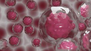 Cina, reni contenenti cellule umane coltivati in embrioni di maiali, scienze biologiche 2023