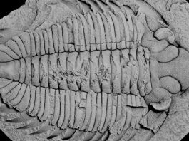 Scoperto un fossile di trilobite