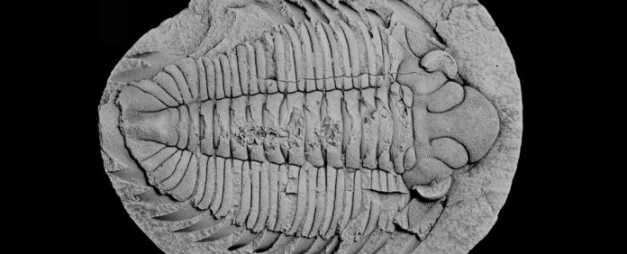 Scoperto un fossile di trilobite