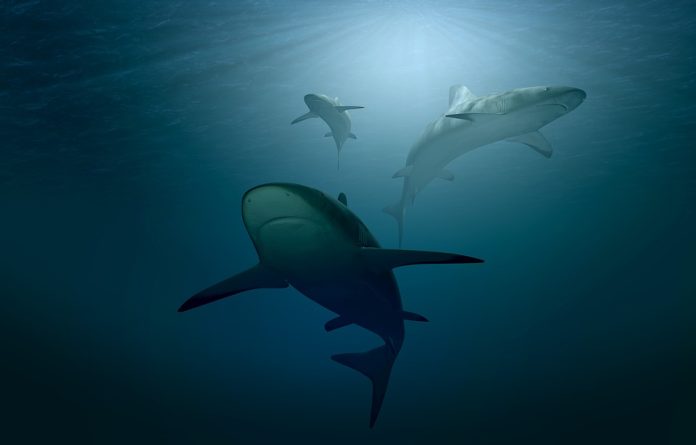 Megalodonte: il misterioso squalo gigante estinto, dente di megalodonte fossilizzato