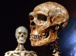 Abbiamo il DNA di altri ominidi, come i Neanderthal
