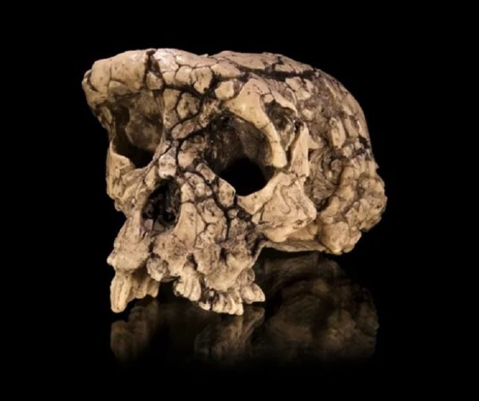 Un fossile trovato in Turchia potrebbe riscrivere la storia dell'evoluzione umana