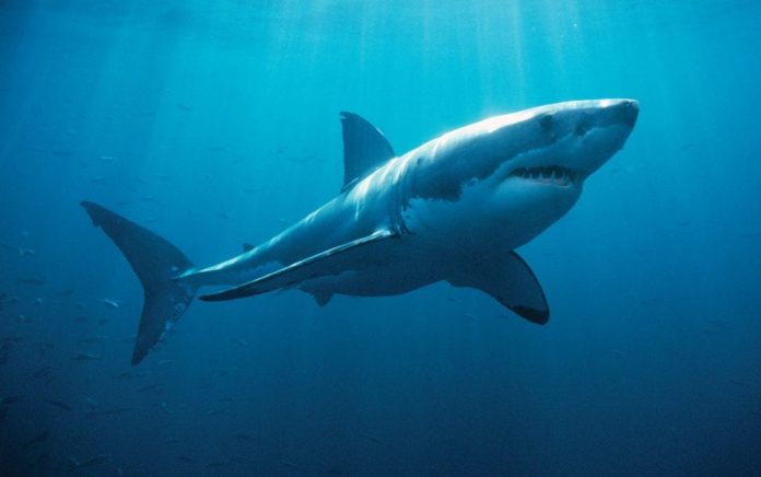 I grandi squali bianchi messi in fuga dalle orche