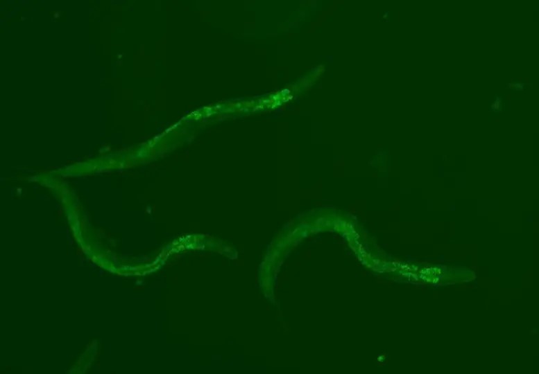 All'interno dei vermi, il percorso rinforzato piwi-piRNA si illumina di verde, il che ha permesso loro di vivere più a lungo del 30%. Crediti: Sturm, Á., et al., 2023, DBS.