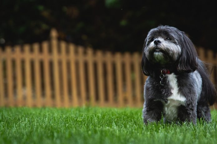 Recinzioni per cani in giardino