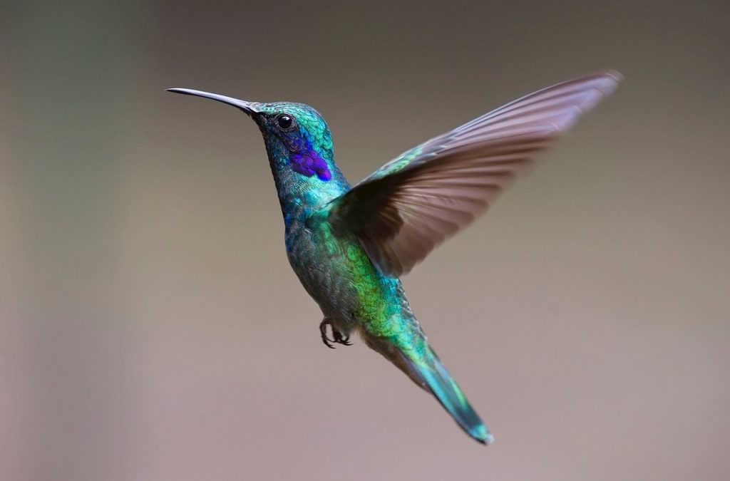 Come mai il colibrì è un uccello così agile?