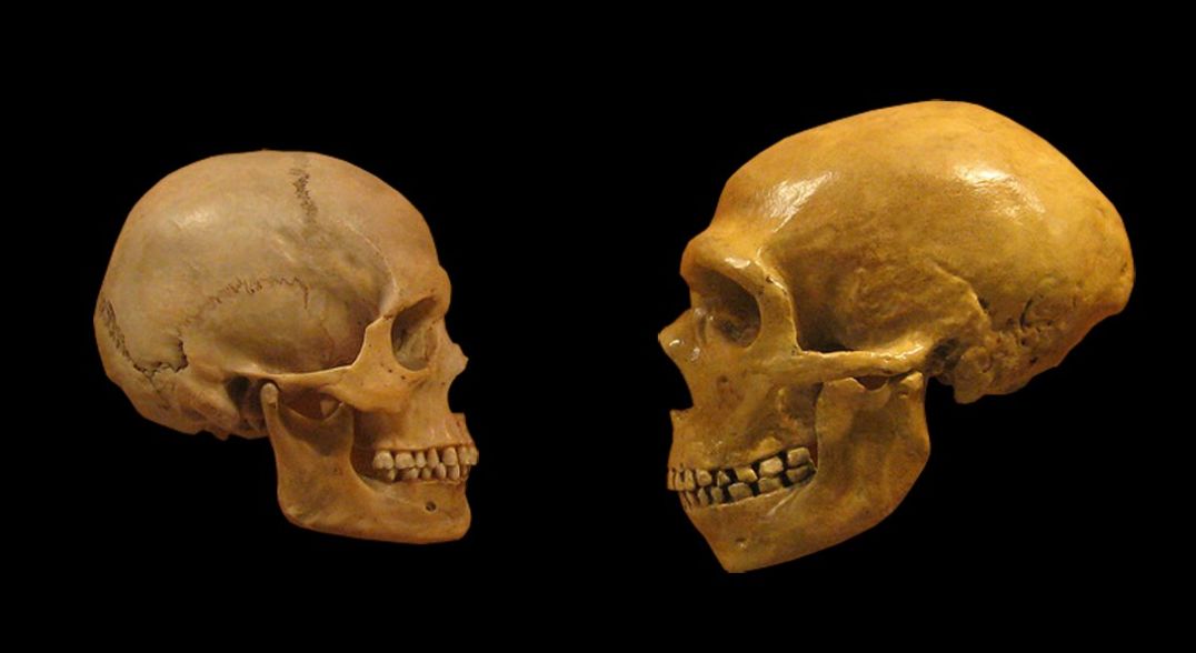 Neanderthal e homo sapiens