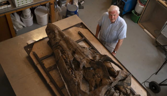 Cranio di Pliosauro fossile rinvenuto nella Jurassic Coast, in Dorset