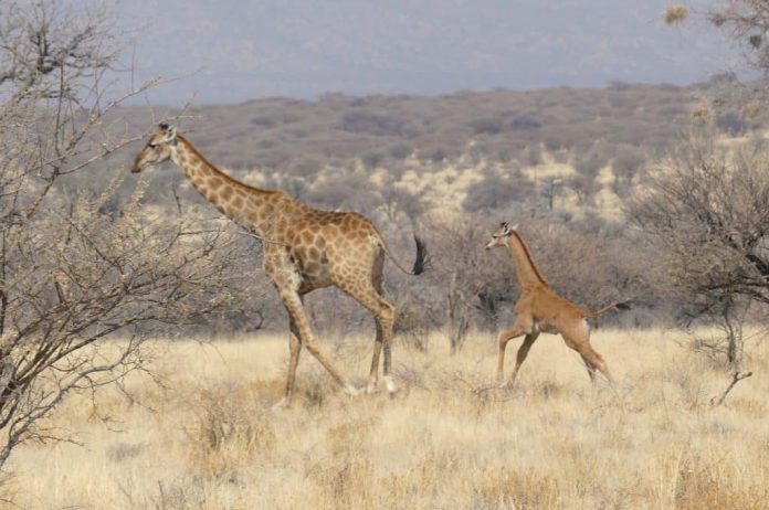 Giraffa immacolata scoperta in Africa