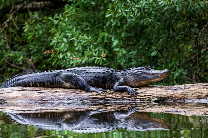 Alligatori nelle fogne: non è una leggenda