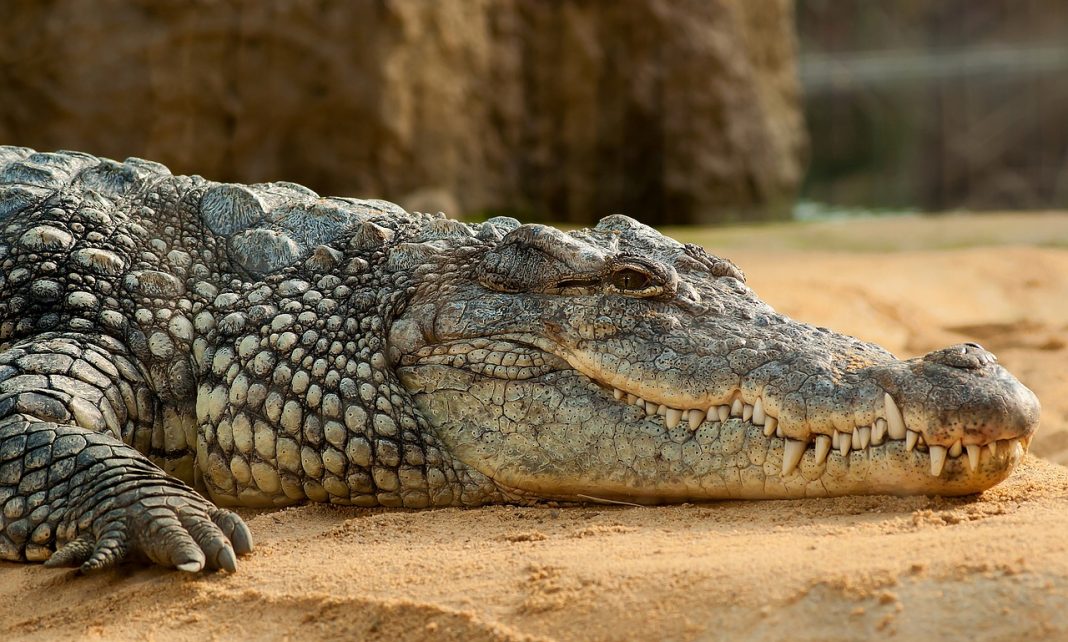 L'evoluzione del coccodrillo