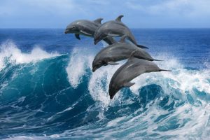 Delfino con i pollici 