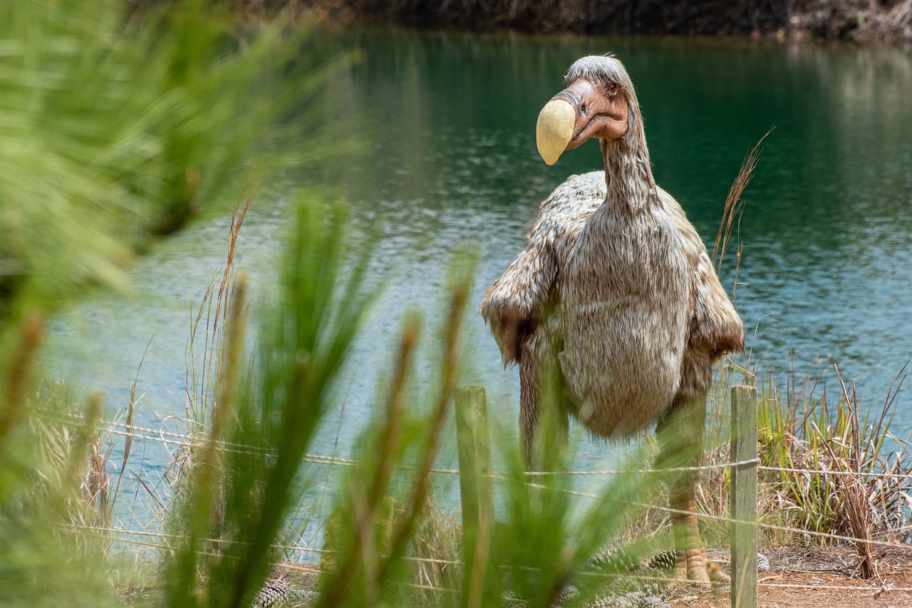 Gli scienziati stanno cercando di riportare in vita il dodo