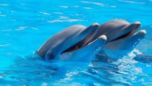 I delfini possono rilevare i campi elettrici