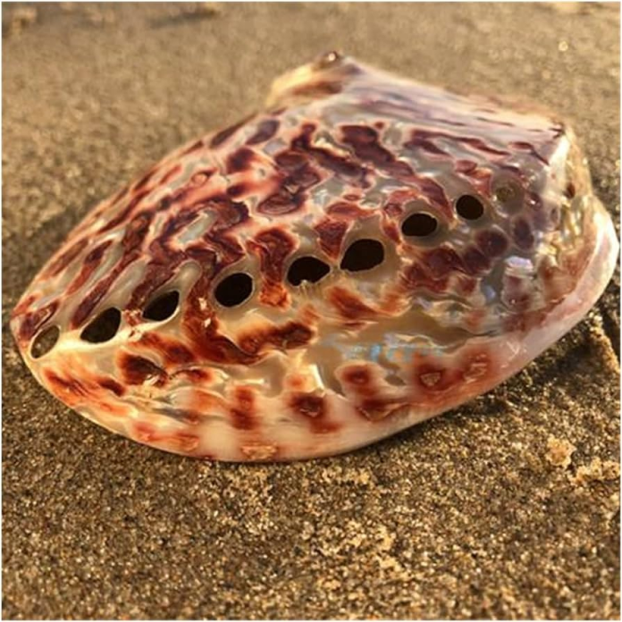 Abalone rosso: 5 anni di studi per cercare di proteggerlo