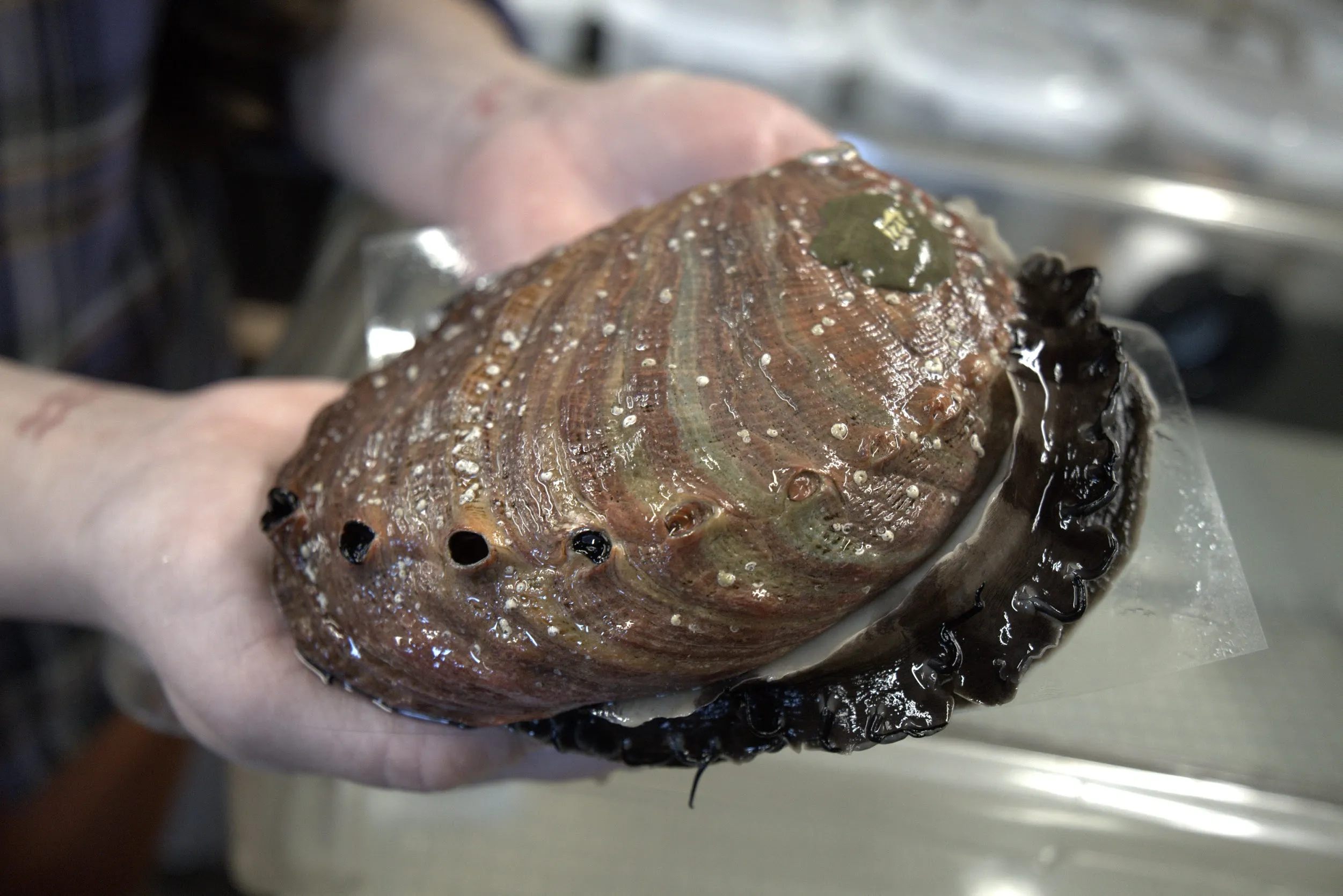 Abalone rosso