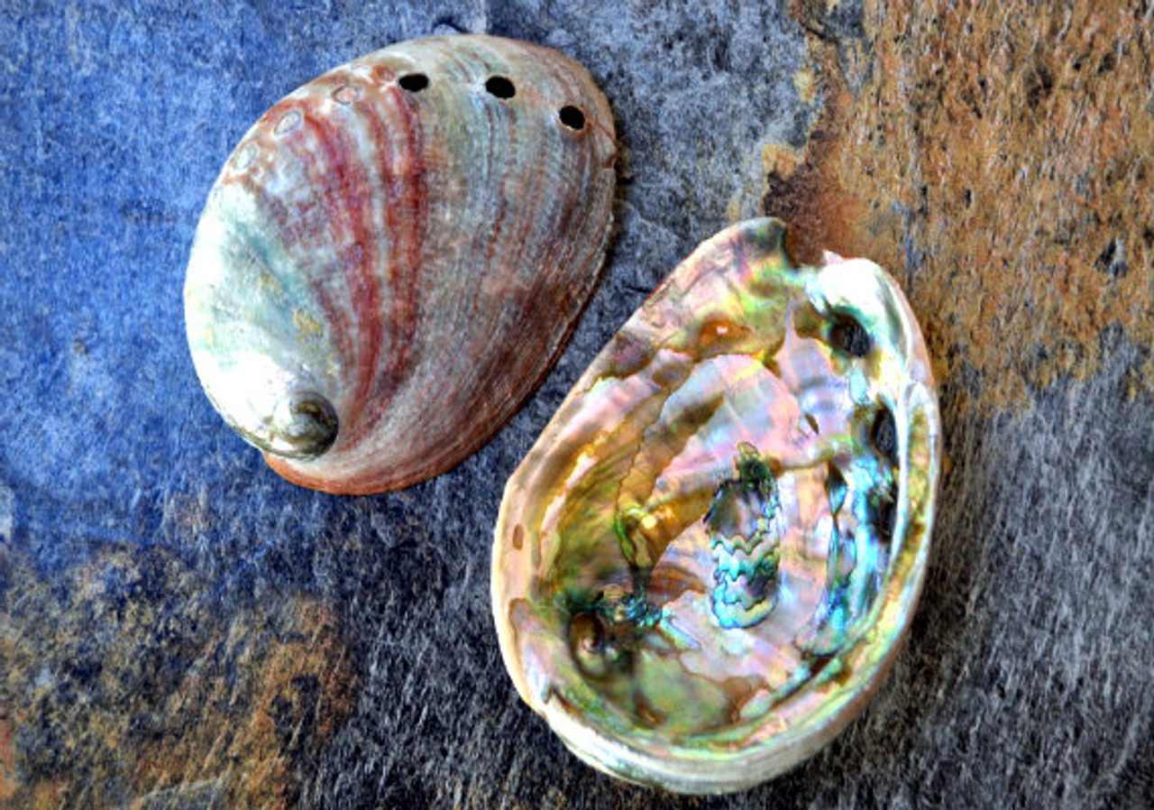 Abalone rosso
