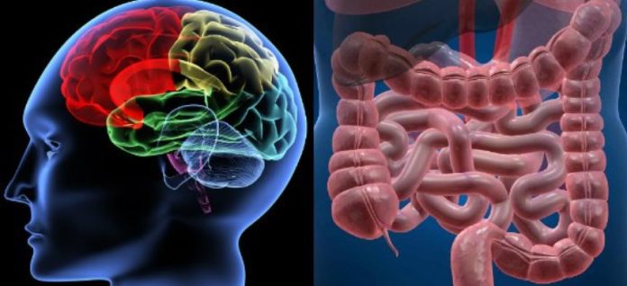 Nel “secondo cervello” dell’intestino emergono gli agenti chiave della salute, IER