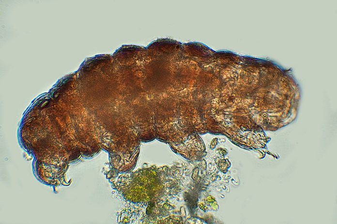 tardigradi