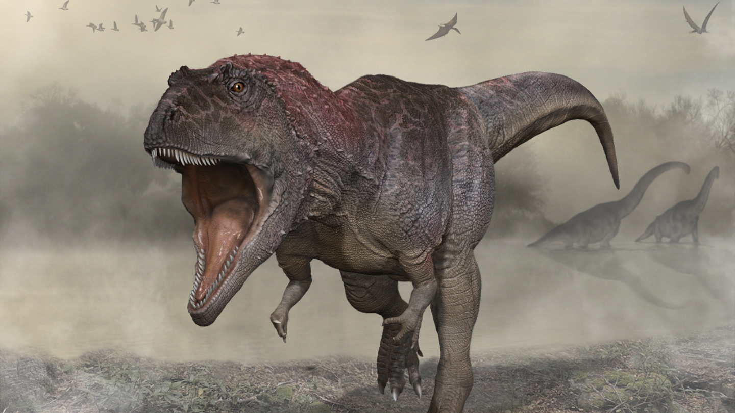 Tyrannosaurus mcraeensis