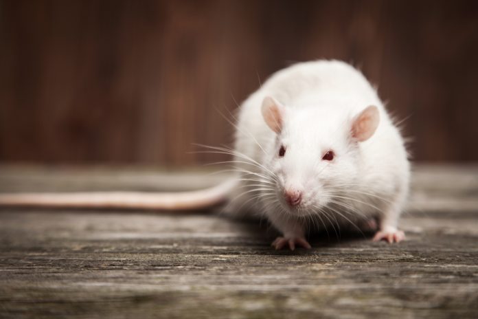 I ratti possono padroneggiare un mondo virtuale con la mente