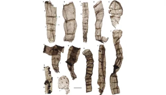 I fossili multicellulari provengono dalla formazione Chuanlinggou del tardo Paleoproterozoico. Credito: Lanyun Miao
