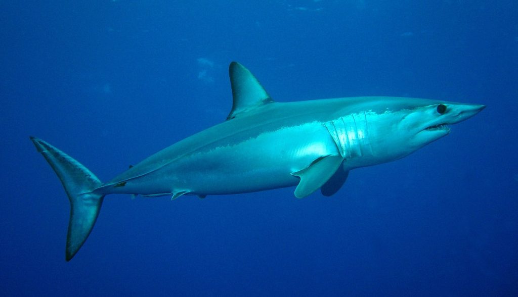 Un'immagine dello squalo mako (Isurus oxyrinchus).