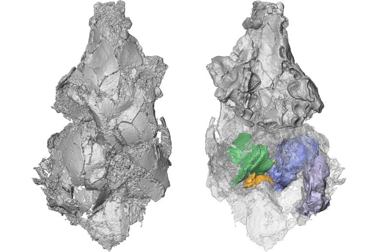 Modello tridimensionale dell'unico cranio picrodontide conosciuto nelle viste dall'alto (a sinistra) e dal basso (a destra). La tecnologia di scansione TC ha rivelato ossa del cranio precedentemente sconosciute (colorate a destra) che hanno contribuito a dimostrare che i picrodontidi non sono primati come si credeva in precedenza. Credito: Giordania Crowell
