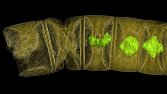 Fossile di alga eucariotica