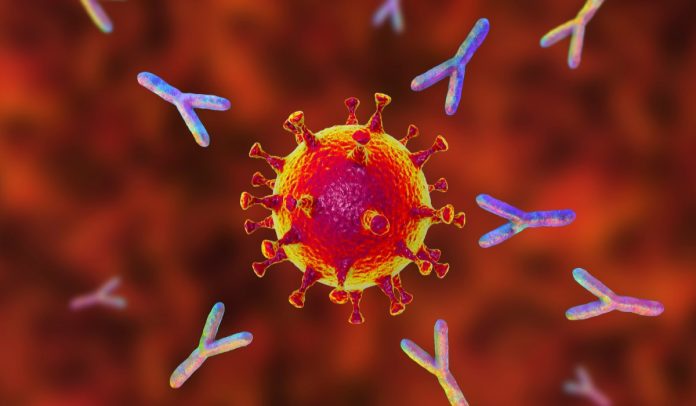 Una nuova classe di anticorpi promette vaccini più efficaci