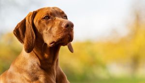 Il Guinness World Records incerto sul record di anzianità di alcuni cani, Parkinson 