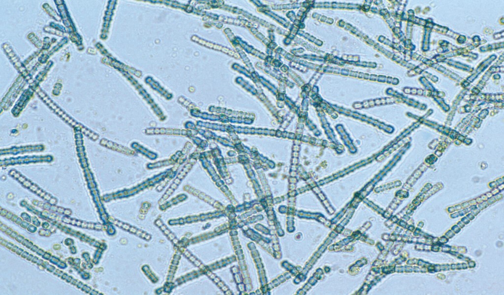 Fotosintesi: le prime prove in batteri di 1,7 miliardi di anni