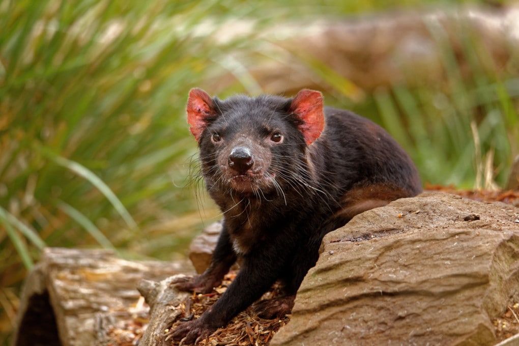 Diavolo della Tasmania 