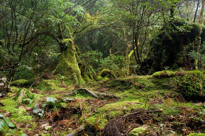 La foresta più antica del mondo ha 386 milioni di anni