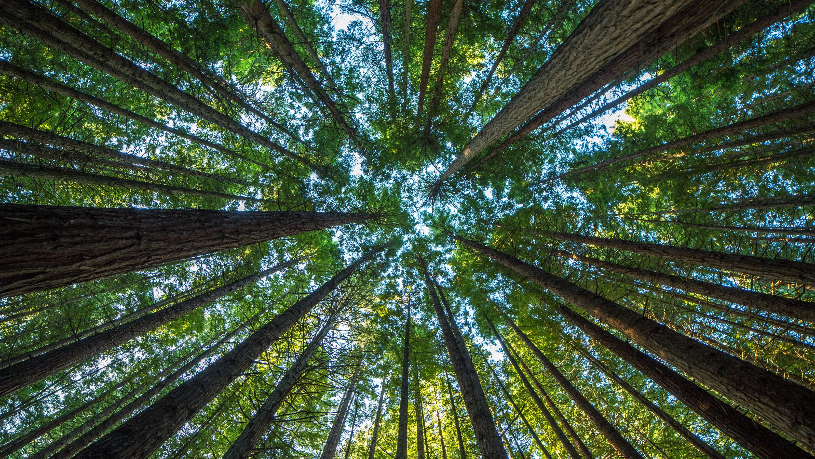 foresta più antica