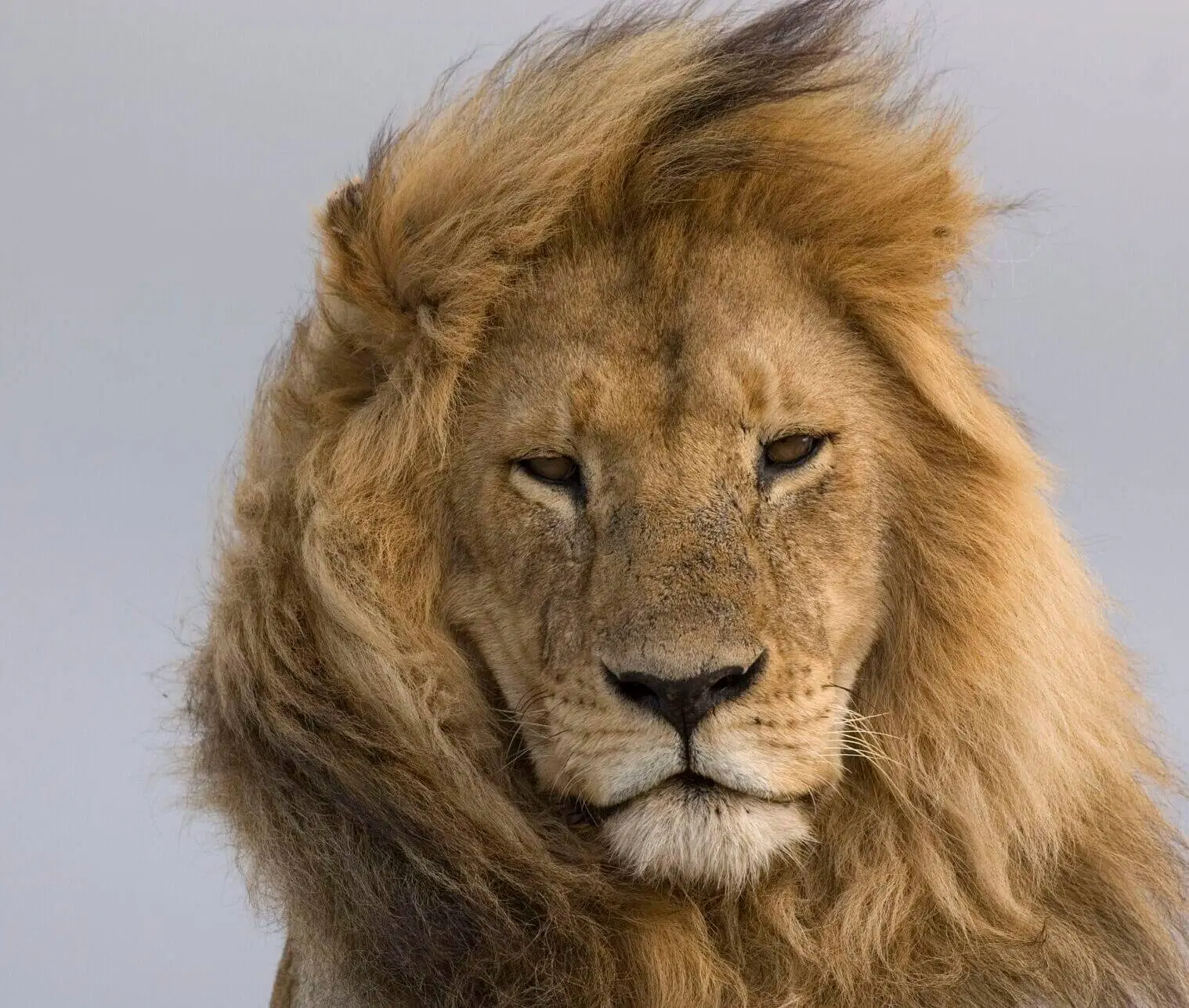 leone africano