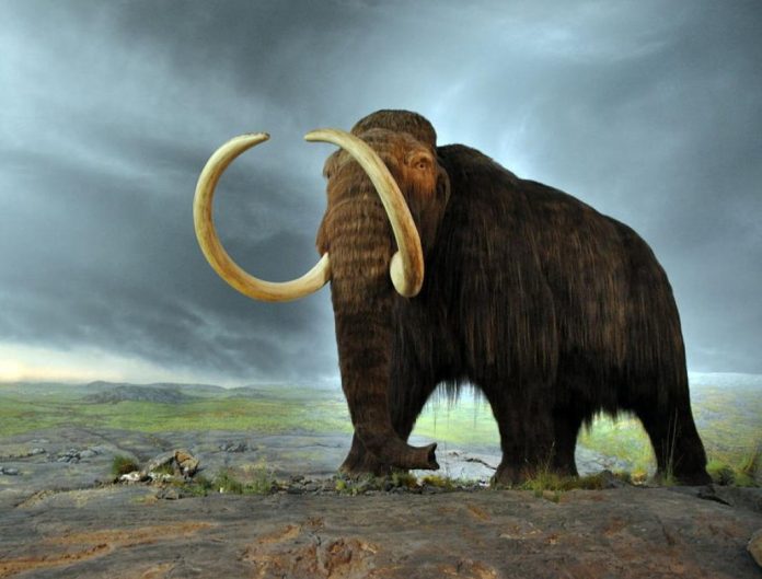 Mammut, de-estinzione dei mammut lanosi