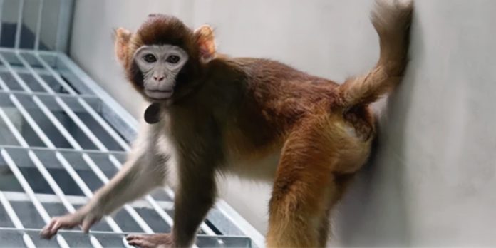 Scimmia clonata sopravvive da 2 anni, l'esperimento in Cina