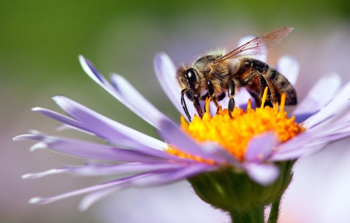 Fiori che si autoimpollinano