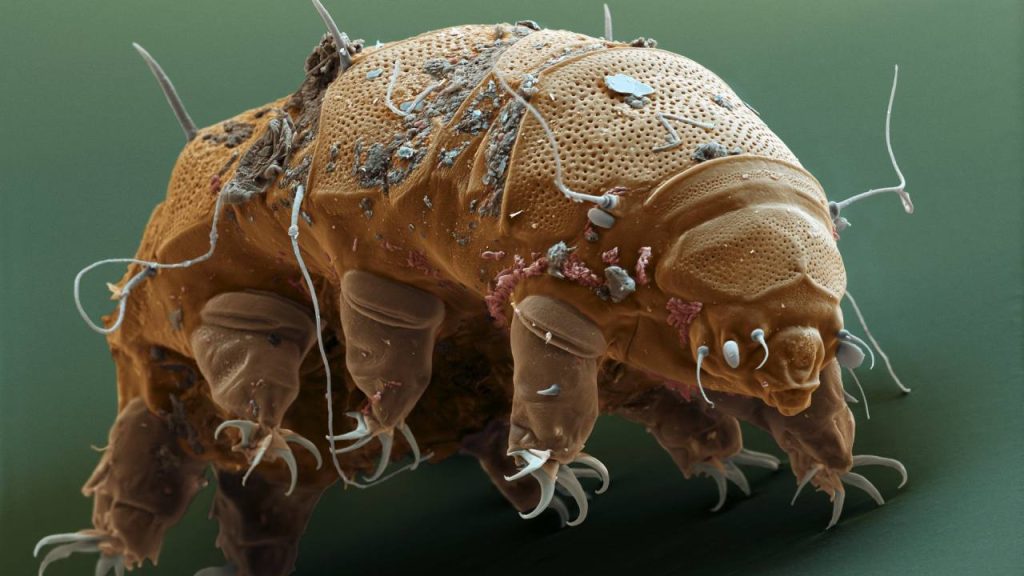tardigradi, proteine tardigrade