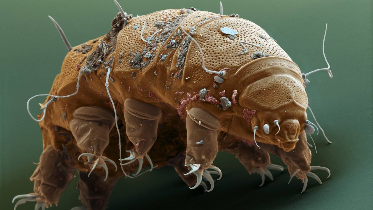 tardigradi