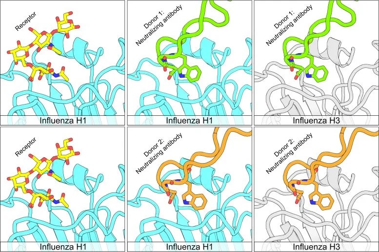 Gli esseri umani producono risposte anticorpali neutralizzanti H1N1-H3N2 convergenti al virus dell’influenza. I pannelli derivano da strutture riportate da Simmons et al., (PDB 7TRH, 7RRI e 3UBE di Xu et al., per il modello di coinvolgimento dei recettori). Credito: Kevin McCarthy ( CC-BY 4.0 )