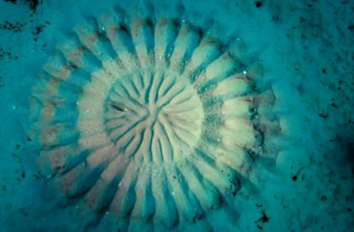 Spiegati i misteriosi cerchi sottomarini scoperti nel 2008 al largo della Danimarca