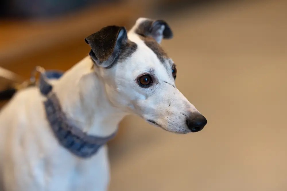 Un whippet di 11 anni di nome Boo è il primo a provare Loy-002 la pillola antietà per cani