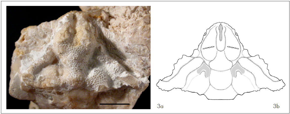 sito fossile del Biota di Cabrières